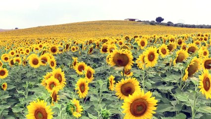 "Sarı gelinlik" giyen Adana'da 250 bin ton ayçiçeği rekoltesi bekleniyor