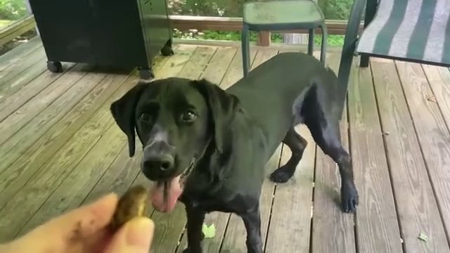 Son chien peut rapporter tout ce qu'on lui lance... Très bon flair