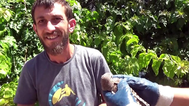 Yuvadan düşen doğan yavrusu bakıma alındı - MERSİN