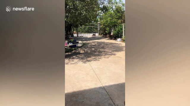 Clever pet dog collects parcel deliveries for his owner in exchange for treats