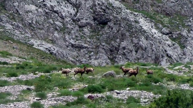 Munzur Dağları'nda yaban ve çengel boynuzlu dağ keçileri görüntülendi - TUNCELİ