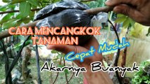 CARA MUDAH CANGKOK TANAMAN DENGAN MEDIA TANAH DALAM PLASTIK CEPAT BERBUAH AKAR BANYAK