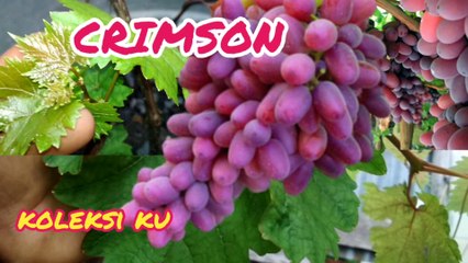 My Crimson very beuty