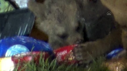 Sarıkamış'ta mahallelere inen bozayılar korkutuyor - KARS