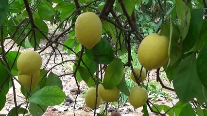 Doğu Akdeniz, Türkiye'nin turunçgil ihracatını "sırtlıyor" - MERSİN