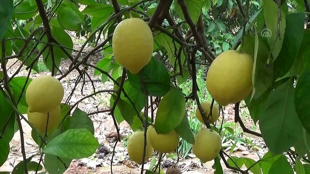 Doğu Akdeniz, Türkiye'nin turunçgil ihracatını sırtlıyor - MERSİN