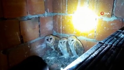 Bir aydır banyo boşluğunda kalan yavru Baykuşlar kurtarıldı