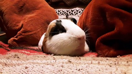 CAVIA PORCELLUS DAVID 20190719_071902