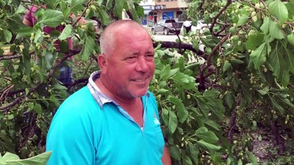 Vatandaşlar, rüzgar nedeniyle devrilen ağaçtaki dutları yedi - BURSA