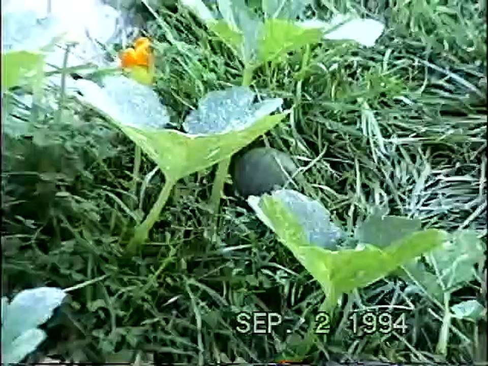 Summer Home 94