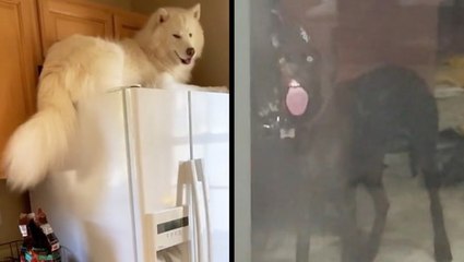 You've Got To Love Dogs And Their Silly Quirks