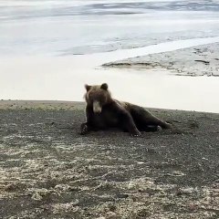 Bear Itching on the Beach