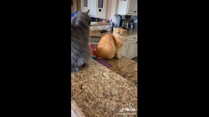 tik toks cat funny #4