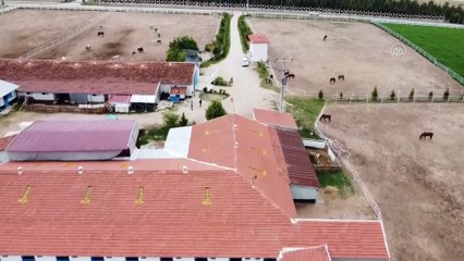 Mahmudiyeli at yetiştiricilerini 10 Haziran heyecanı sardı - ESKİŞEHİR