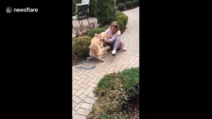 Golden retriever aggressively loves woman by tackling her in adorable clip