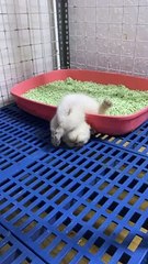 Kitten Fully Asleep in Awkward Position