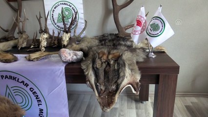 Evinde yaban hayvanlarının postları bulunan kişiye 84 bin 518 lira ceza uygulandı - KASTAMONU