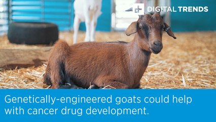 Genetically-engineered goats could help with cancer drug development.