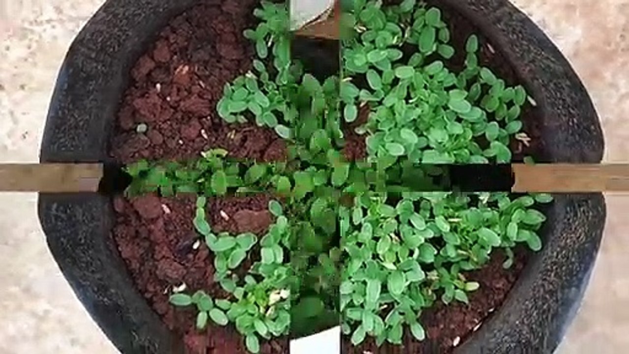 How To Grow Muskmelons at Home - कैसे घर पर कस्तूरी विकसित करने के लिए