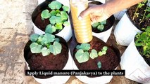 How to Grow Okra From Seeds and Harvesting - कैसे बीज और फसल से Okra बढ़ने के लिए