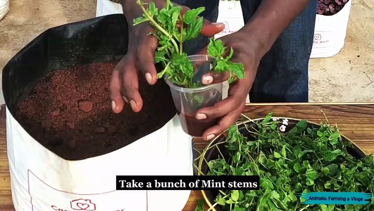 How To Grow Mint at Home - कैसे घर पर टकसाल बढ़ने के लिए