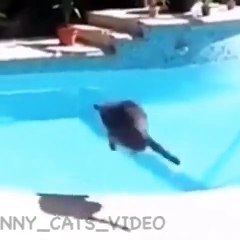 Vidéo de chats drôles