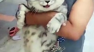 Vidéo de chats drôles