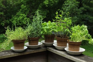 6 Easy-to-Grow Herbs That Help Your Immune System