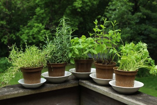 6 Easy-to-Grow Herbs That Help Your Immune System