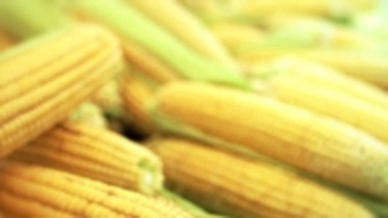 All About Corn: Picking, Storing and Cooking Corn