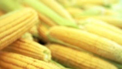 All About Corn: Picking, Storing and Cooking Corn