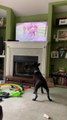 Dog Barks at TV While Looking at Animals on Pets Show