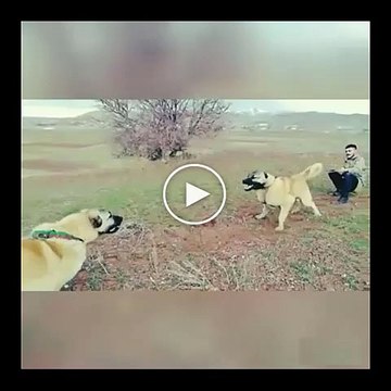 SiVAS KANGAL KOPEKLERi ATISMA - SiVAS KANGAL DOG vs