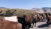Des bisons se ruent sur une route