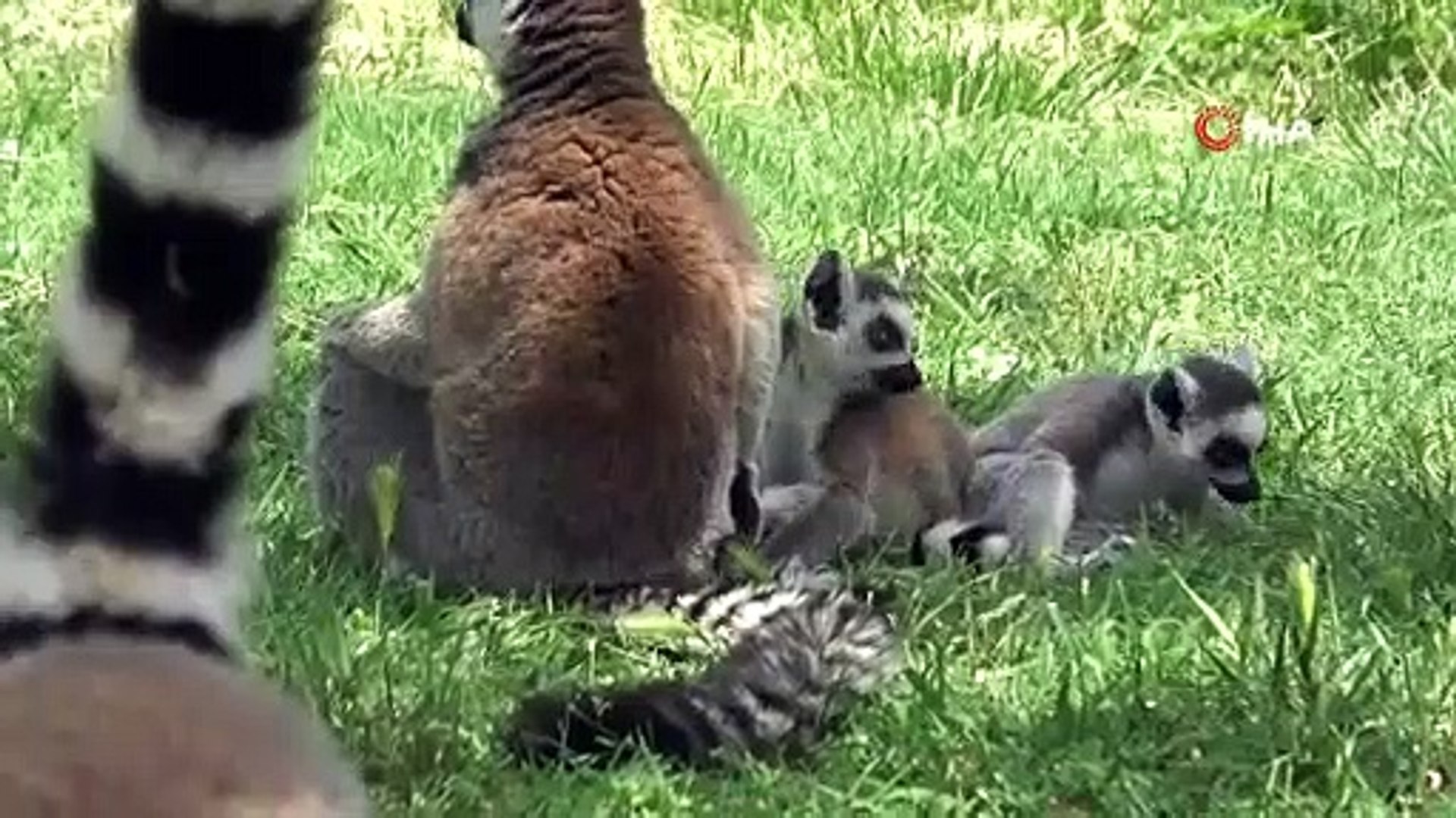 Bursa Hayvanat Bahçesi'nde yaşayan lemur ailesinin 5 yavrusu dünyaya geldi