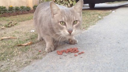 Beautiful Hungry Feral Cat Afraid Of Humans