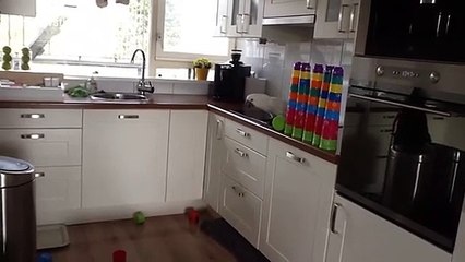 Cockatoo makes an absolute mess in owner's kitchen