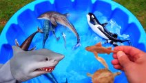 Learn Names Sea Animals For Kids New Toy Videos For Kids