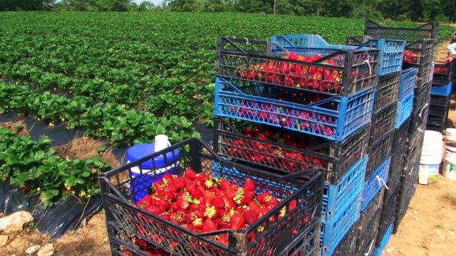 İstanbul'un vitamin deposu nda çilek hasadı üreticinin yüzünü güldürüyor - İSTANBUL