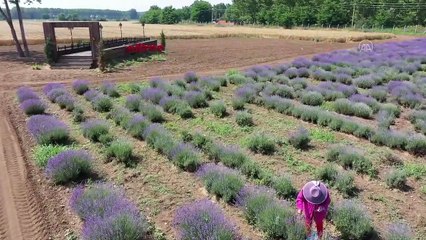 Edirne'nin cazibe alanlarından lavanta tarlaları kontrollü ziyarete açıldı (2)