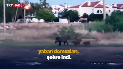 Ayvalık'ta domuzlar ilçe merkezine indi