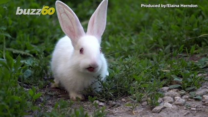 This Adorable Bunny Has This Unique Feature