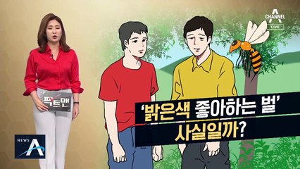 [팩트맨]말벌, 밝은색에 달려든다?