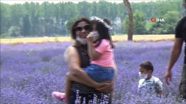 Lavanta tarlası fotoğraf stüdyosuna döndü