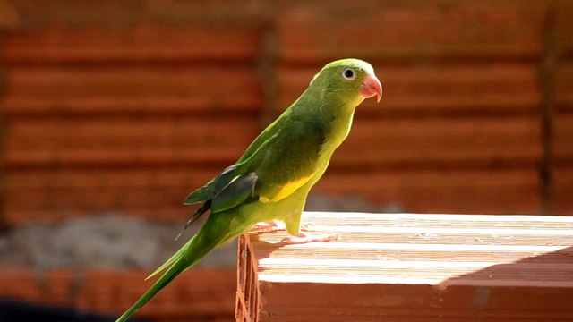 Beautifull birds and animals |nature |love|music|