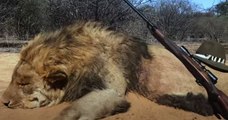 Afrique du Sud : 12 000 lions enfermés pour être chassés par de riches touristes