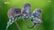 Three Cute Mice! Photog Captures Three Small Harvest Mice on Top of a Wheat Stalk!