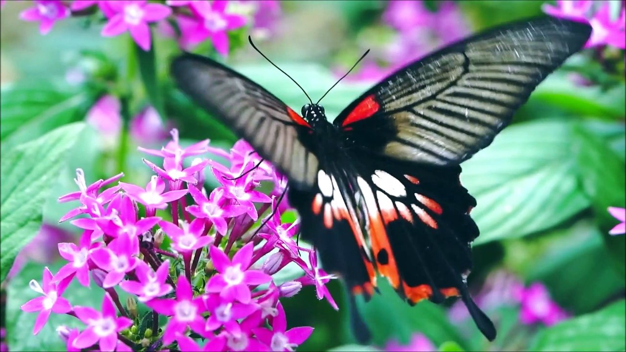 Oração a Nossa Senhora doa Anjos da Porcincula