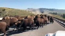 Un troupeau de bisons sur une route