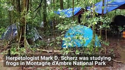 Teeny New Diamond Frog Species Discovered